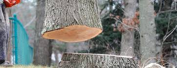 Best Tree Maintenance Programs  in Woodbridge, CA
