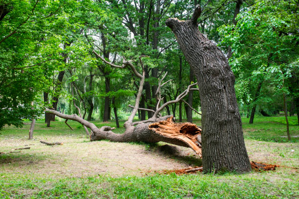 Best Lawn Pest Prevention  in Woodbridge, CA