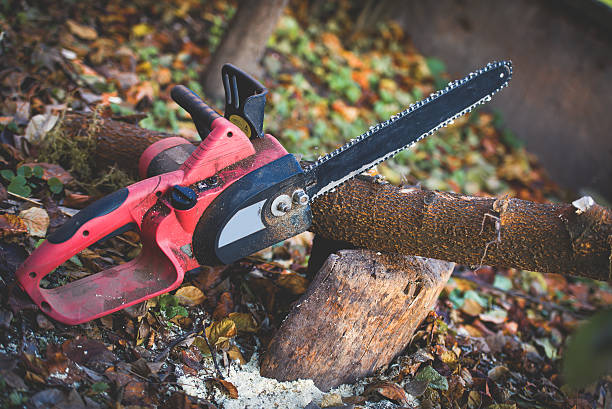 How Our Tree Care Process Works  in  Woodbridge, CA