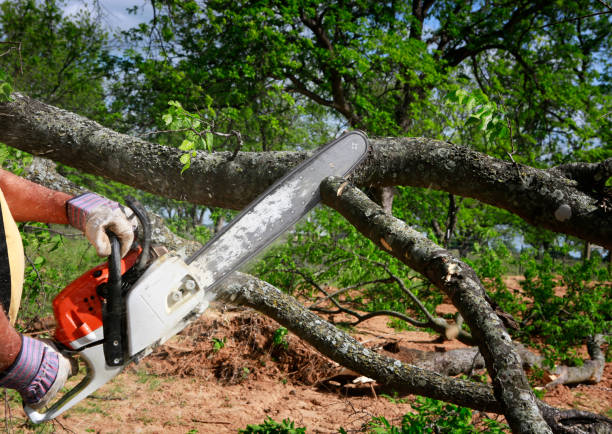 Tree and Shrub Care in Woodbridge, CA